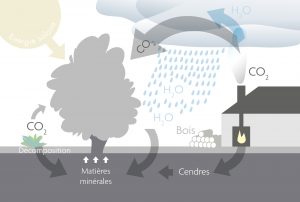 Cycle du bois schéma explication écologique