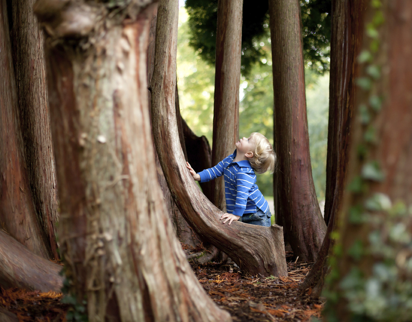 LORFLAM enfant arbre économie énergie bois de chauffage